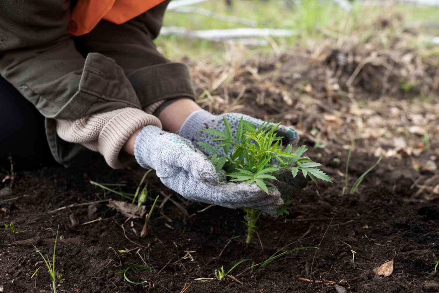 Trusted Mandan, ND Tree Service Experts